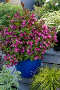 Weigela Prism Inferno_Z6S1629