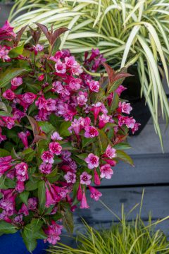 Weigela Prism Inferno_Z6S1631