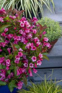 Weigela Prism Inferno_Z6S1635
