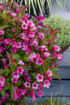 Weigela Prism Inferno_Z6S1638