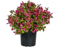 Weigela Prism Inferno_Z6S1662