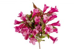 Weigela Prism Inferno_Z6S1700