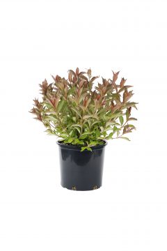 Weigela Prism Inferno_Z6S8936