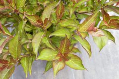 Weigela Prism Inferno_Z6S8967