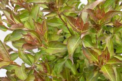 Weigela Prism Inferno_Z6S8972