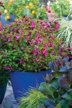 Weigela Prism Sunset_Z6S1596