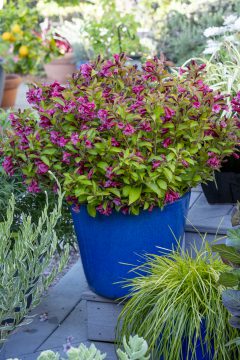 Weigela Prism Sunset_Z6S1597