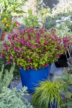 Weigela Prism Sunset_Z6S1600