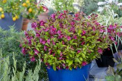 Weigela Prism Sunset_Z6S1602