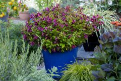 Weigela Prism Sunset_Z6S1604