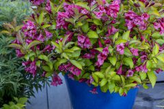 Weigela Prism Sunset_Z6S1611