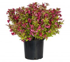 Weigela Prism Sunset_Z6S1654
