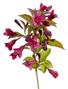 Weigela Prism Sunset_Z6S1694