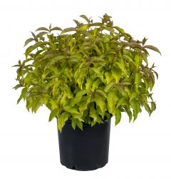 Weigela Prism Sunset_Z6S8365