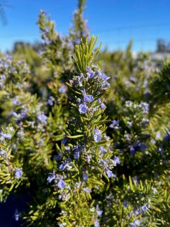 Rosmarinus-Tuscan-Gold-02.21-002