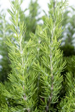 Rosmary Tuscan Beauty_Z6S8348