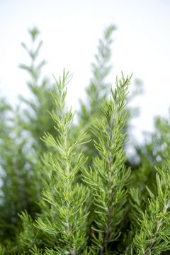 Rosmary Tuscan Beauty_Z6S8353
