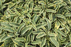 Salvia Officinalis Celebration 001
