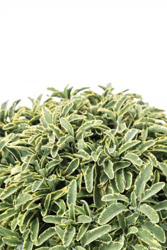 Salvia Officinalis Celebration 002