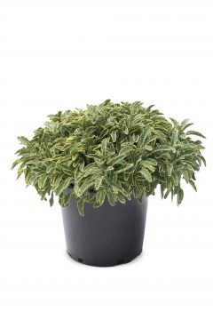 Salvia Officinalis Celebration 301