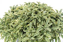 Salvia Officinalis Celebration 302