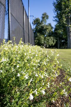 Salvia-VIBE-Ignition-White-003_23_Z8P0760