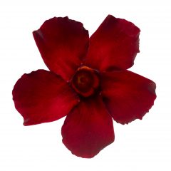 Mandevilla-SANGRIA-Granada-002_23_Z8P1090