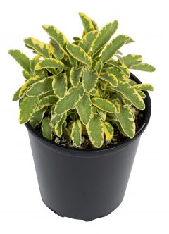 Chefs-Kitchen-Sage-Celebration-23_000_Z8P1204