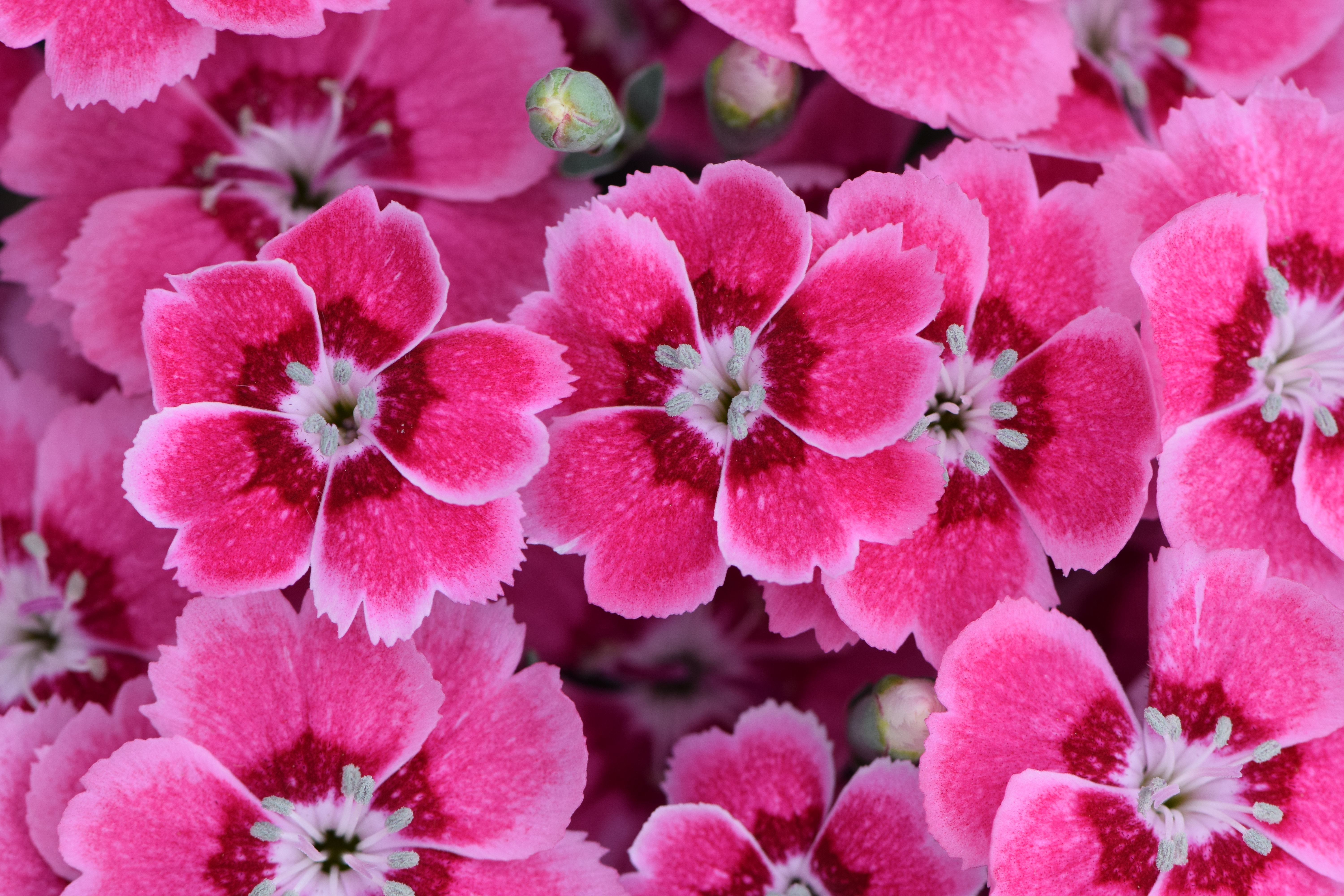 Dianthus-ELECTRIC-DREAMS-003