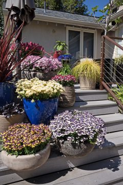 Nemesia ESCENTIAL Passionberry_Z6S5503