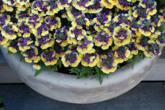 Nemesia ESCENTIAL Passionberry_Z6S5701