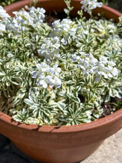 Arabis Arctic Fox 001