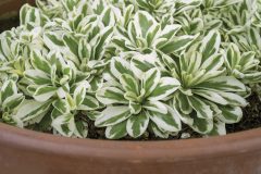 Arabis Arctic Fox_Z6S8635