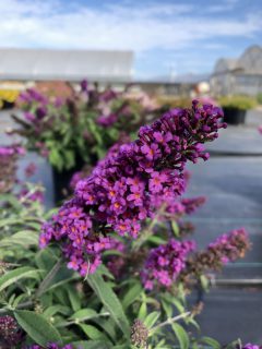Buddleia-BABY-BUZZ-Purple-22-053
