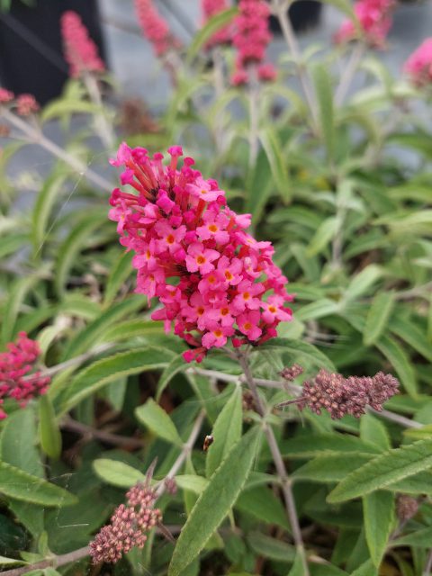 Buddleja-BABY-BUZZ-Lipstick-Pink-22-062