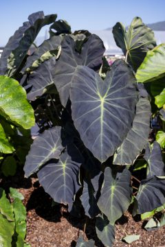 Colocaisa-ROYAL-HAWAIIAN-Hawaiian-Luau-002_23_Z8P0997