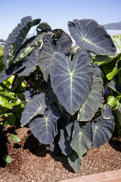 Colocaisa-ROYAL-HAWAIIAN-Hawaiian-Luau-003_23_Z8P1008