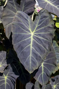 Colocaisa-ROYAL-HAWAIIAN-Hawaiian-Luau-004_23_Z8P1015