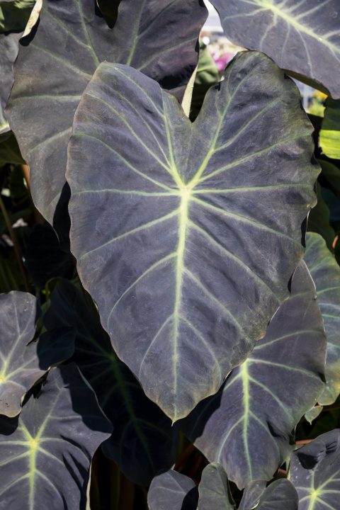 Colocaisa-ROYAL-HAWAIIAN-Hawaiian-Luau-004_23_Z8P1015