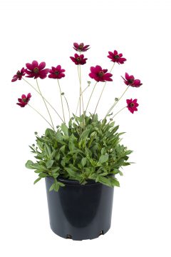 Cosmos Cherry Chocolate_Z6S5438