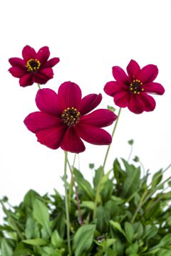 Cosmos Cherry Chocolate_Z6S5448