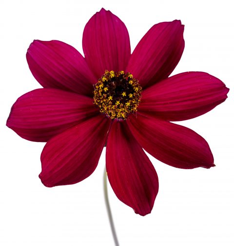 Cosmos Cherry Chocolate_Z6S5458