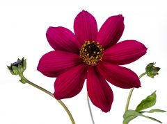 Cosmos Cherry Chocolate_Z6S5462