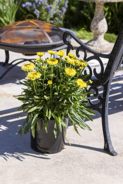 Leucanthemum Real Jewel_027