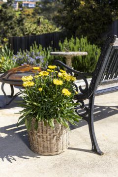 Leucanthemum Real Jewel_037