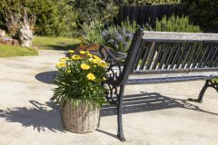 Leucanthemum Real Jewel_040