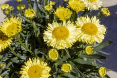 Leucanthemum Real Jewel_045