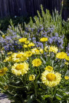 Leucanthemum Real Jewel_056