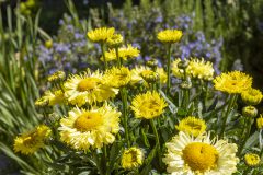 Leucanthemum Real Jewel_059