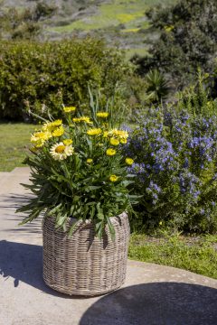 Leucanthemum Real Jewel_064